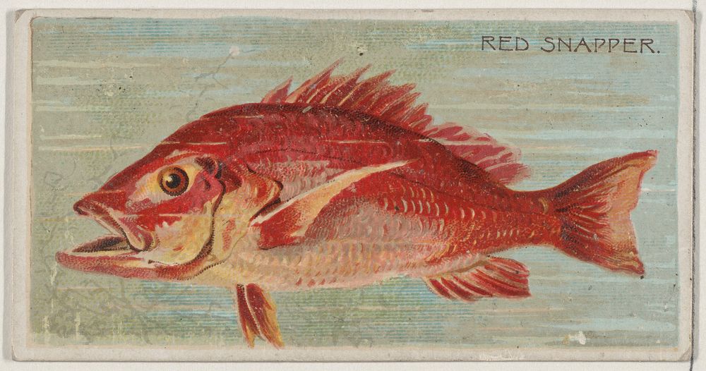 Red Snapper, from the series Fishers and Fish (N74) for Duke brand cigarettes