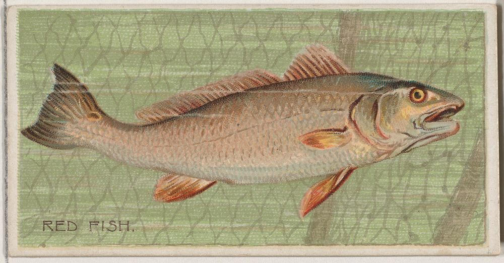 Red Fish, from the series Fishers and Fish (N74) for Duke brand cigarettes issued by W. Duke, Sons & Co.