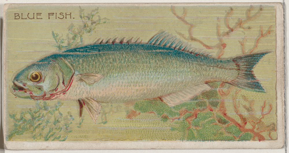 Blue Fish, from the series Fishers and Fish (N74) for Duke brand cigarettes issued by W. Duke, Sons & Co.