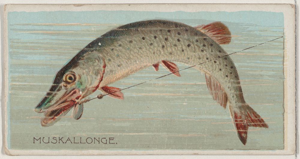 Muskallonge, from the series Fishers and Fish (N74) for Duke brand cigarettes issued by W. Duke, Sons & Co.