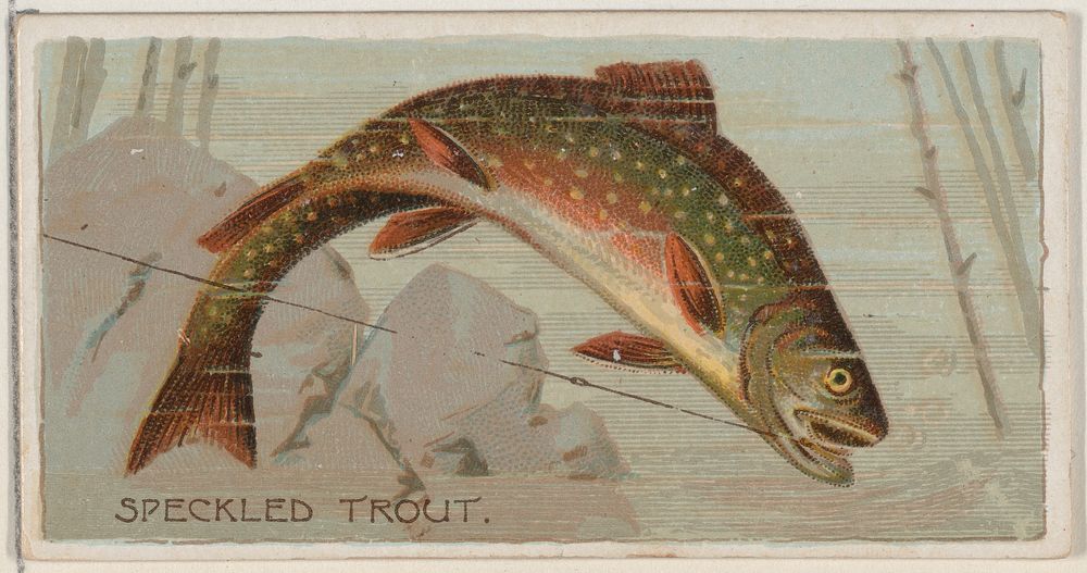 Speckled Trout, from the series Fishers and Fish (N74) for Duke brand cigarettes