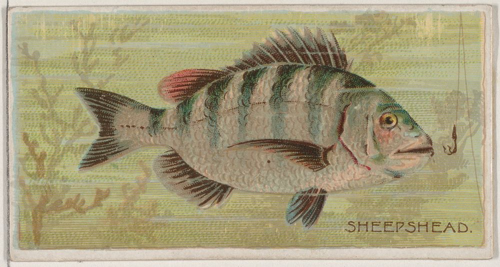 Sheepshead, from the series Fishers and Fish (N74) for Duke brand cigarettes issued by W. Duke, Sons & Co.