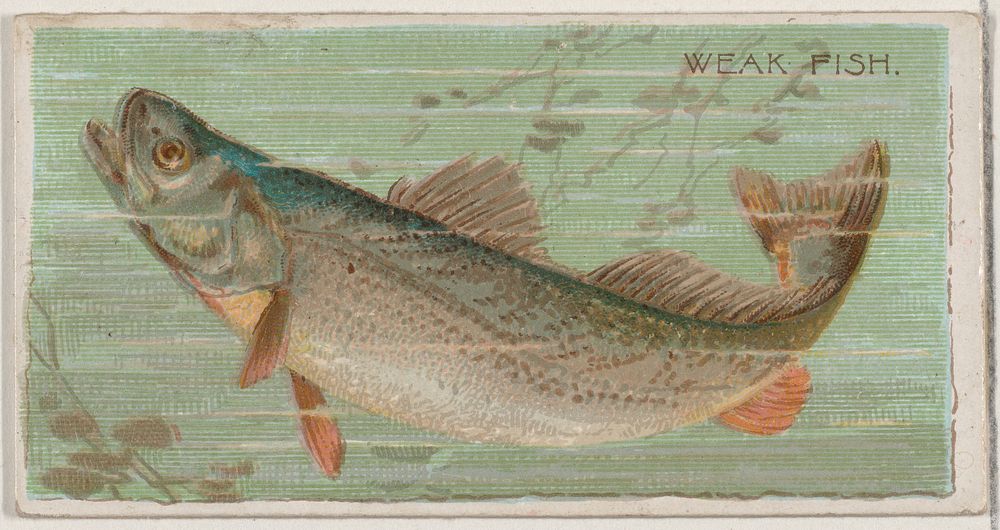 Weak Fish, from the series Fishers and Fish (N74) for Duke brand cigarettes issued by W. Duke, Sons & Co.