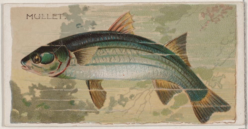 Mullet, from the series Fishers and Fish (N74) for Duke brand cigarettes issued by W. Duke, Sons & Co.