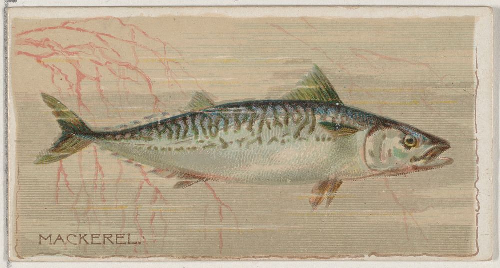 Mackerel, from the series Fishers and Fish (N74) for Duke brand cigarettes issued by W. Duke, Sons & Co.