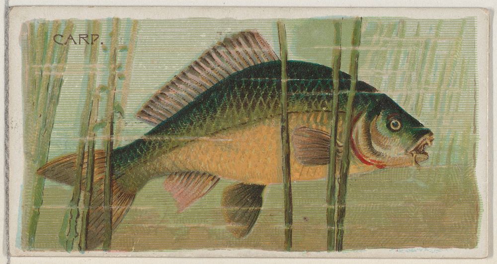 Carp, from the series Fishers and Fish (N74) for Duke brand cigarettes