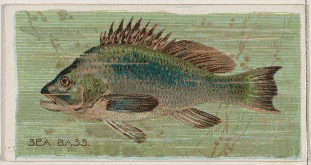 Sea Bass, from the series Fishers and Fish (N74) for Duke brand cigarettes issued by W. Duke, Sons & Co.