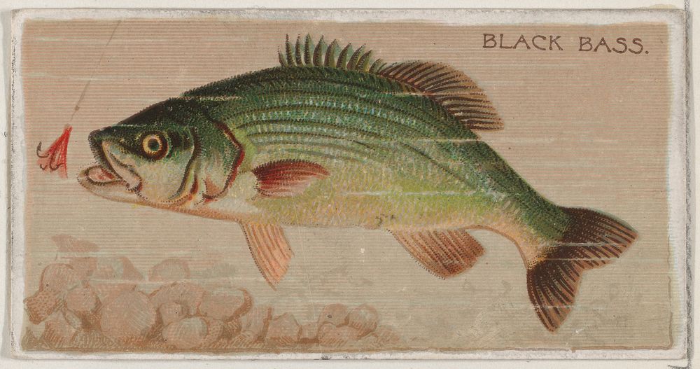 Black Bass, from the series Fishers and Fish (N74) for Duke brand cigarettes issued by W. Duke, Sons & Co.