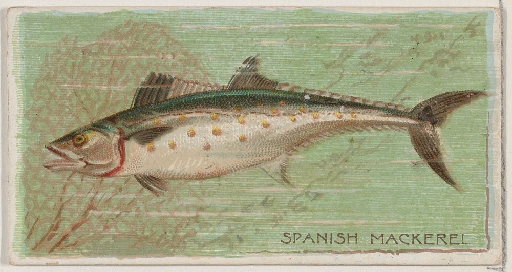 Spanish Mackerel, from the series Fishers and Fish (N74) for Duke brand cigarettes issued by W. Duke, Sons & Co.