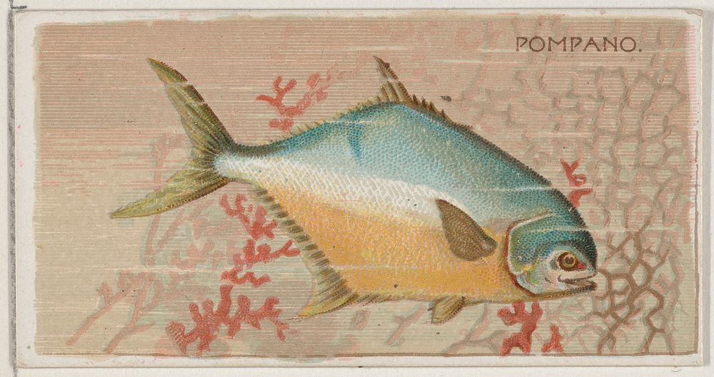 Pompano, from the series Fishers and Fish (N74) for Duke brand cigarettes issued by W. Duke, Sons & Co.