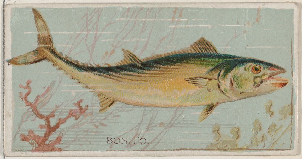 Bonito, from the series Fishers and Fish (N74) for Duke brand cigarettes issued by W. Duke, Sons & Co.