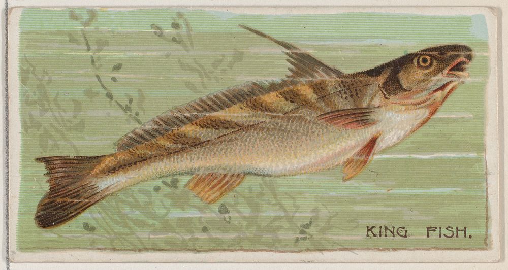 King Fish, from the series Fishers and Fish (N74) for Duke brand cigarettes issued by W. Duke, Sons & Co.