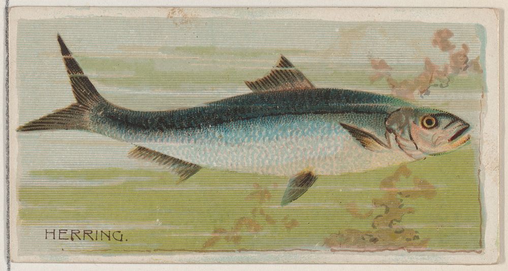 Herring, from the series Fishers and Fish (N74) for Duke brand cigarettes issued by W. Duke, Sons & Co.