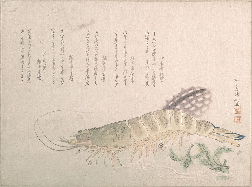 Shrimp and Cuttlefish by Ryūryūkyo Shinsai