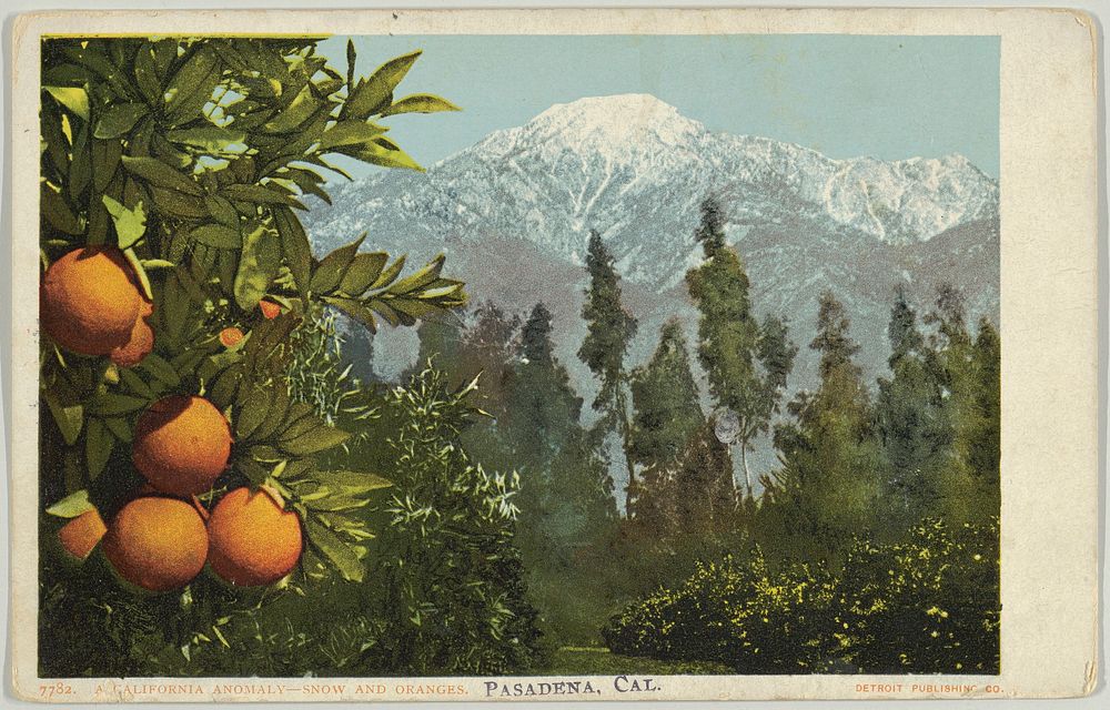 A California Anomaly, Snow and Oranges, Pasadena, California, No. 7782, Detroit Publishing Company (American)