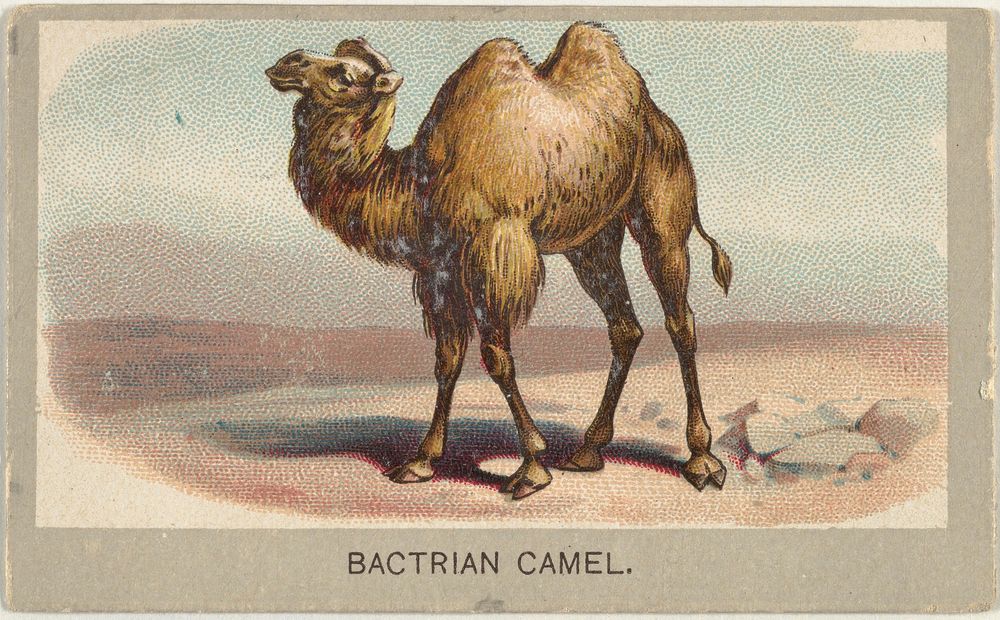 Bactrian Camel, from the Animals of the World series (T180), issued by Abdul Cigarettes