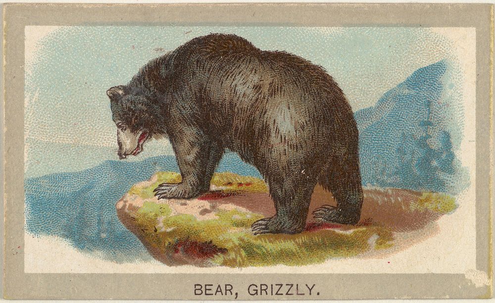 Grizzly Bear, from the Animals of the World series (T180), issued by Abdul Cigarettes