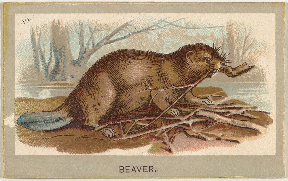 Beaver, from the Animals of the World series (T180), issued by Abdul Cigarettes