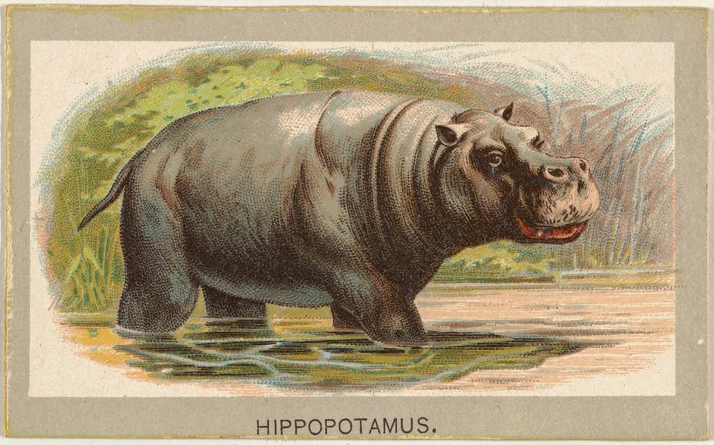 Hippopotamus, from the Animals of the World series (T180), issued by Abdul Cigarettes