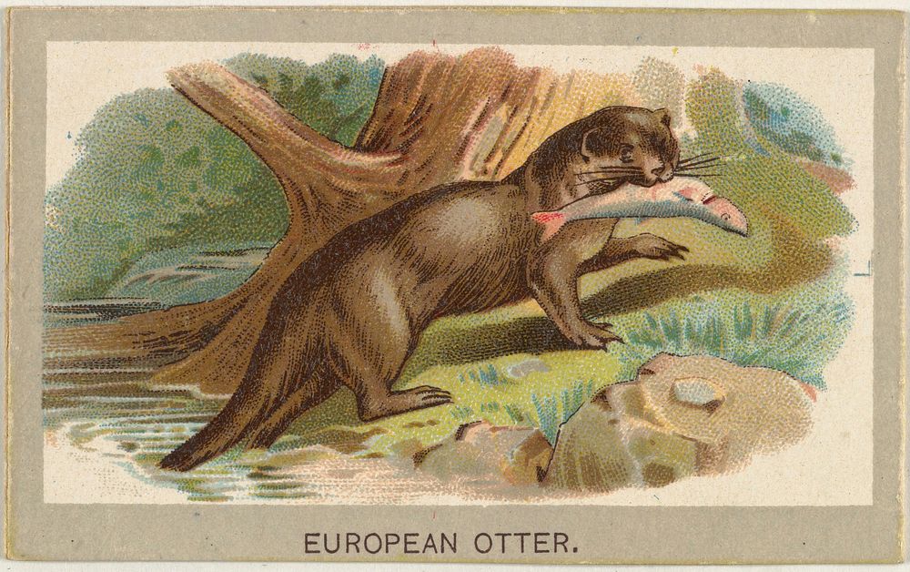 European Otter, from the Animals of the World series (T180), issued by Abdul Cigarettes