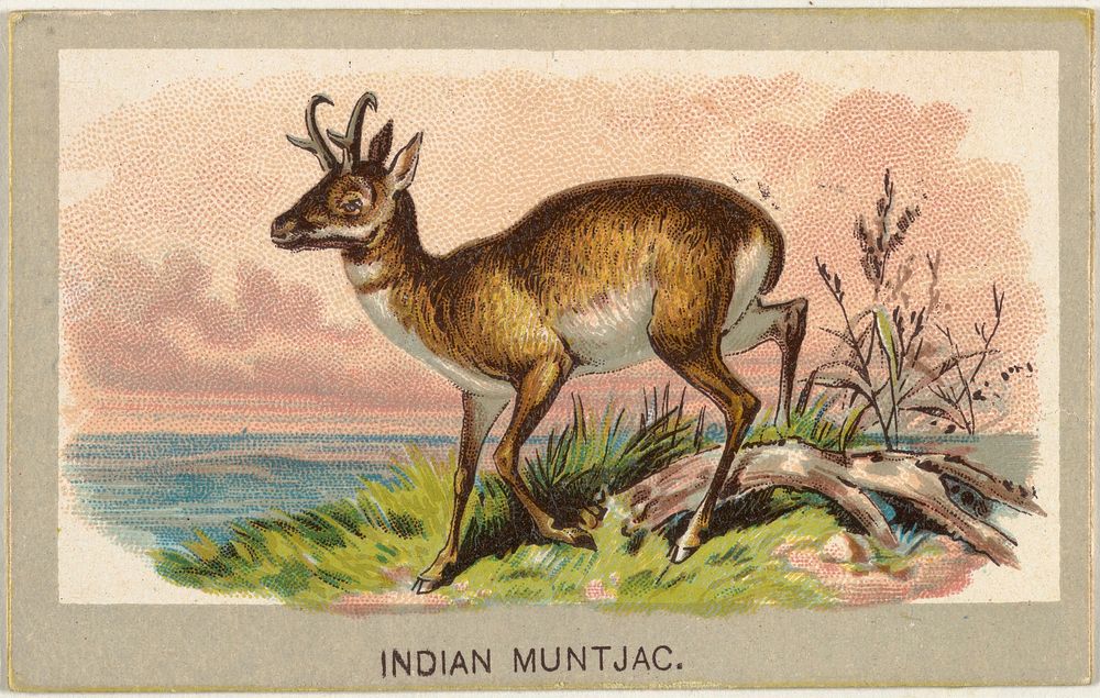 Indian Muntjac, from the Animals of the World series (T180), issued by Abdul Cigarettes