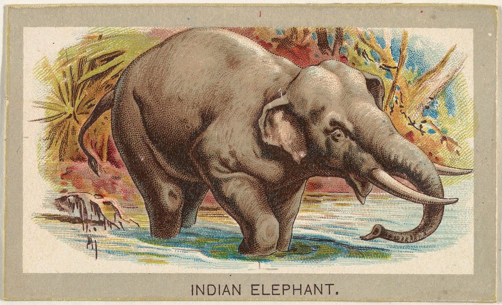 Indian Elephant, from the Animals of the World series (T180), issued by Abdul Cigarettes
