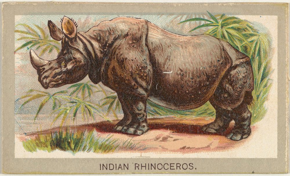 Indian Rhinoceros, from the Animals of the World series (T180), issued by Abdul Cigarettes