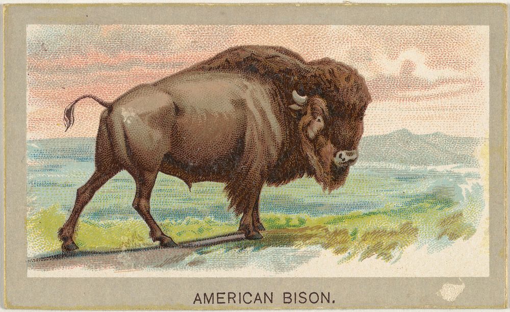 American Bison, from the Animals of the World series (T180), issued by Abdul Cigarettes