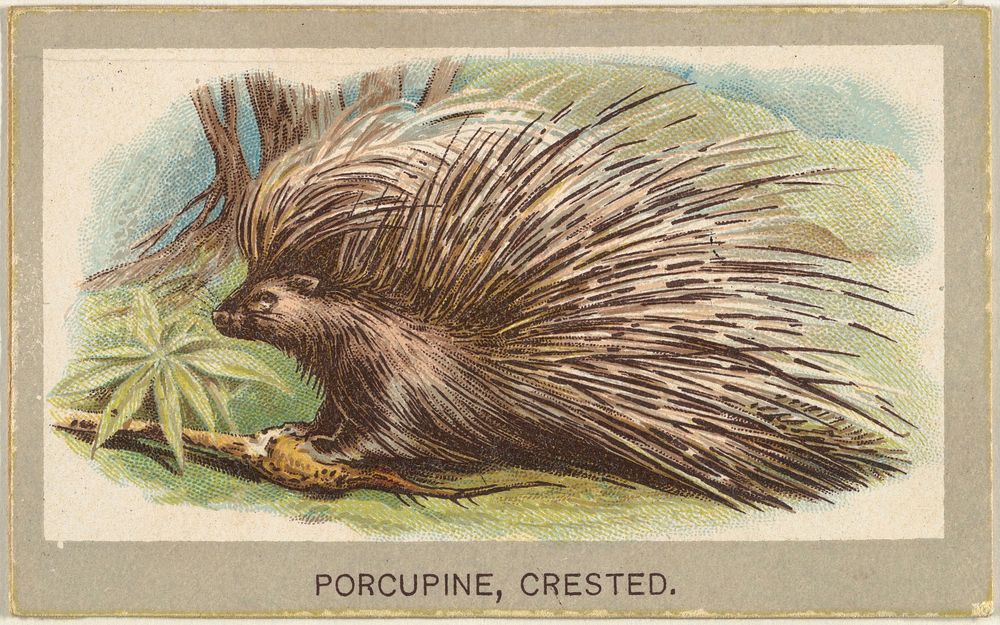 Crested Porcupine, from the Animals of the World series (T180), issued by Abdul Cigarettes