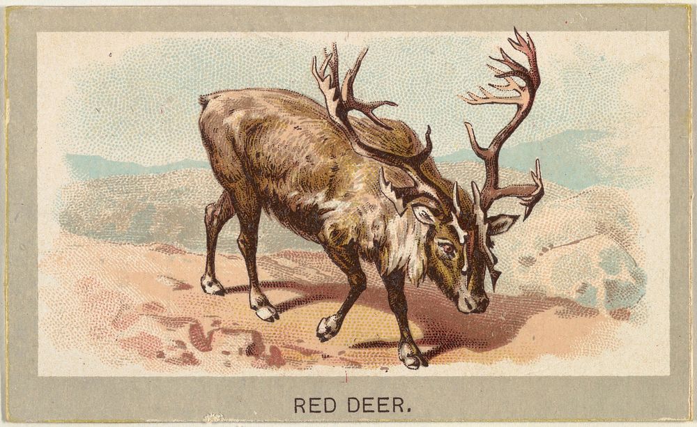 Red Deer, from the Animals of the World series (T180), issued by Abdul Cigarettes