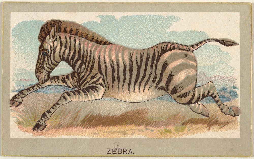 Zebra, from the Animals of the World series (T180), issued by Abdul Cigarettes