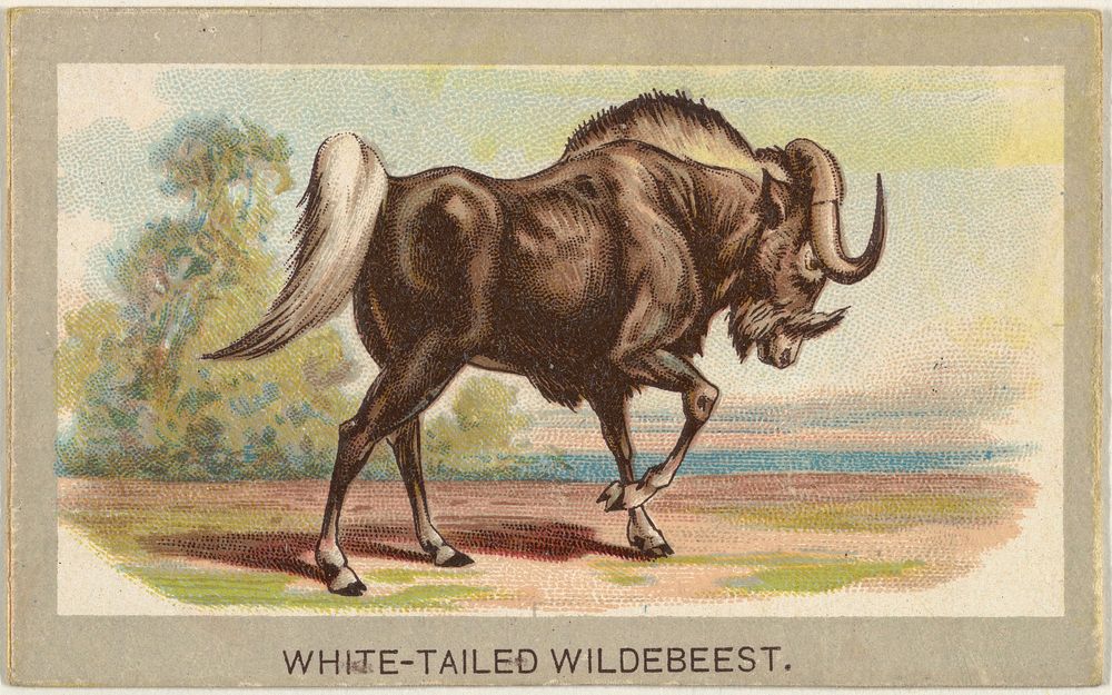 White-Tailed Wildebeest, from the Animals of the World series (T180), issued by Abdul Cigarettes