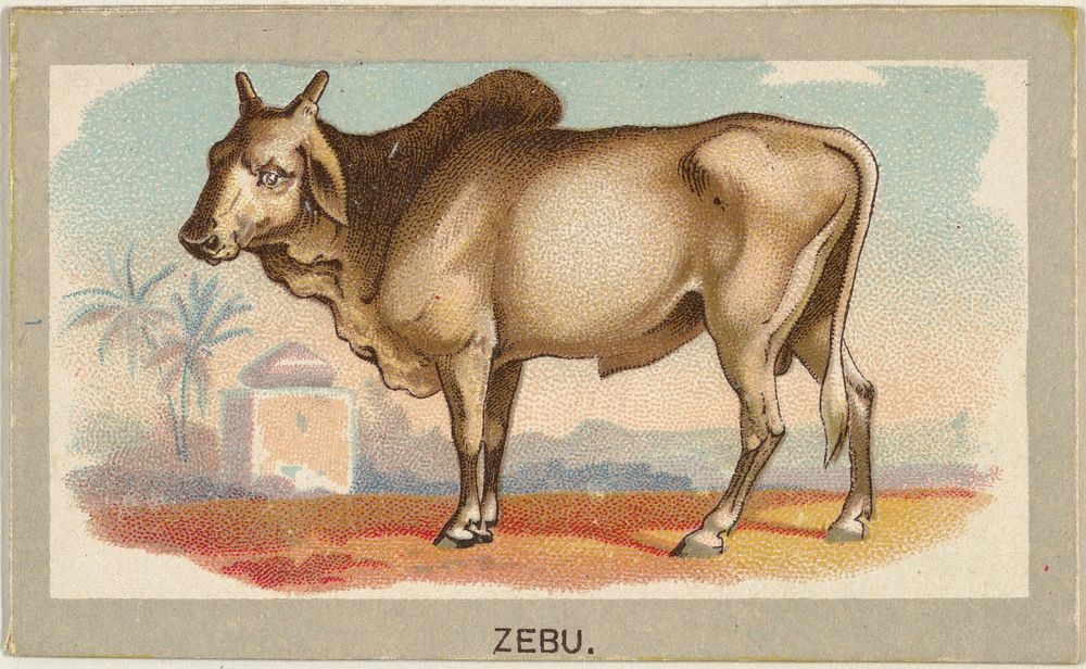 Zebu, from the Animals of the World series (T180), issued by Abdul Cigarettes