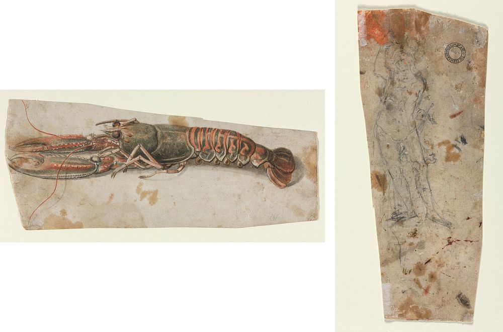 Lobster (recto) Sketch of an Armoured Male Figure (verso)during 1600s