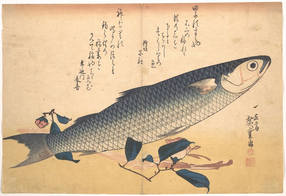 Utagawa Hiroshige (1830) Bora Fish with Camellia, from the series Uozukushi (Every Variety of Fish). Original public domain…