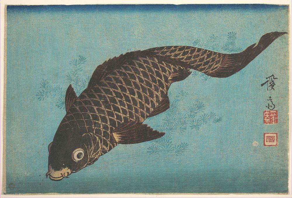 Koi (ca. 1842) print in high resolution by Keisai Eisen. Original from The MET Museum. 