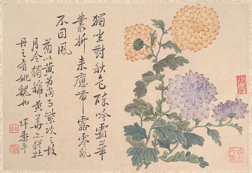 Chrysanthemums. Original public domain image from the MET museum.