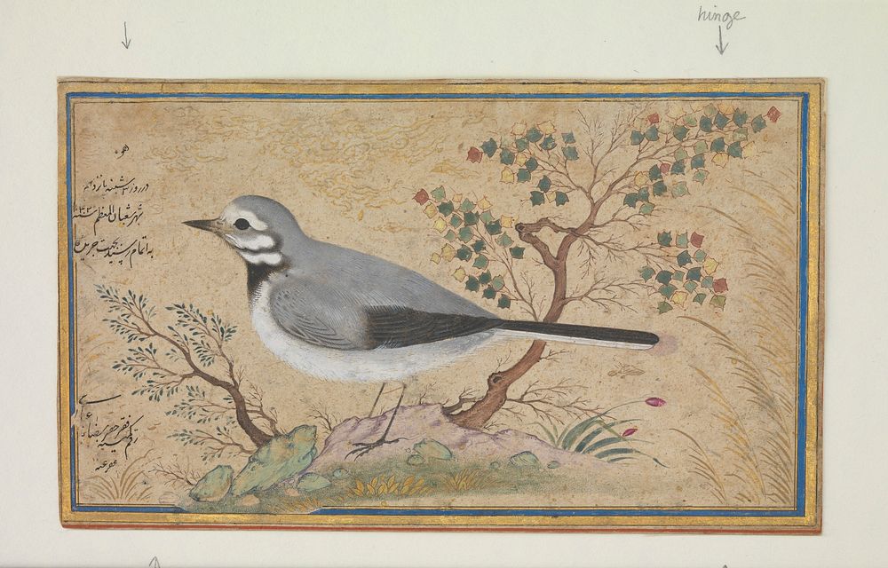 Study of a Bird. Original public domain image from the MET museum.