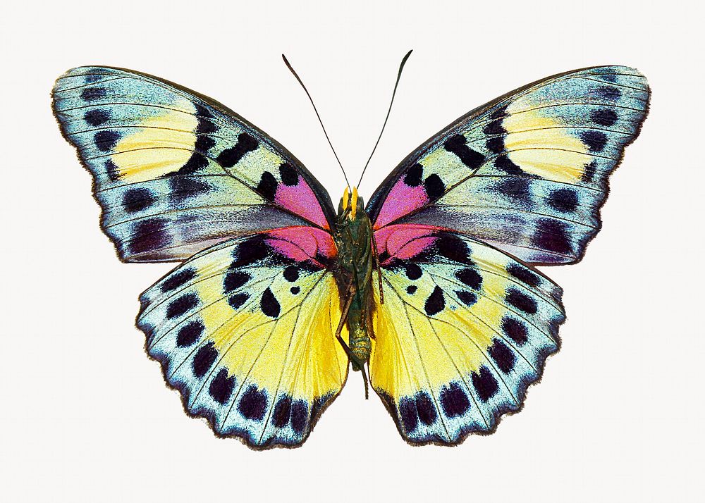 Euphaedra butterfly isolated animal image