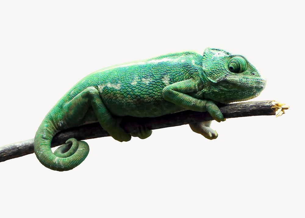 Chameleon iguana, isolated animal image psd