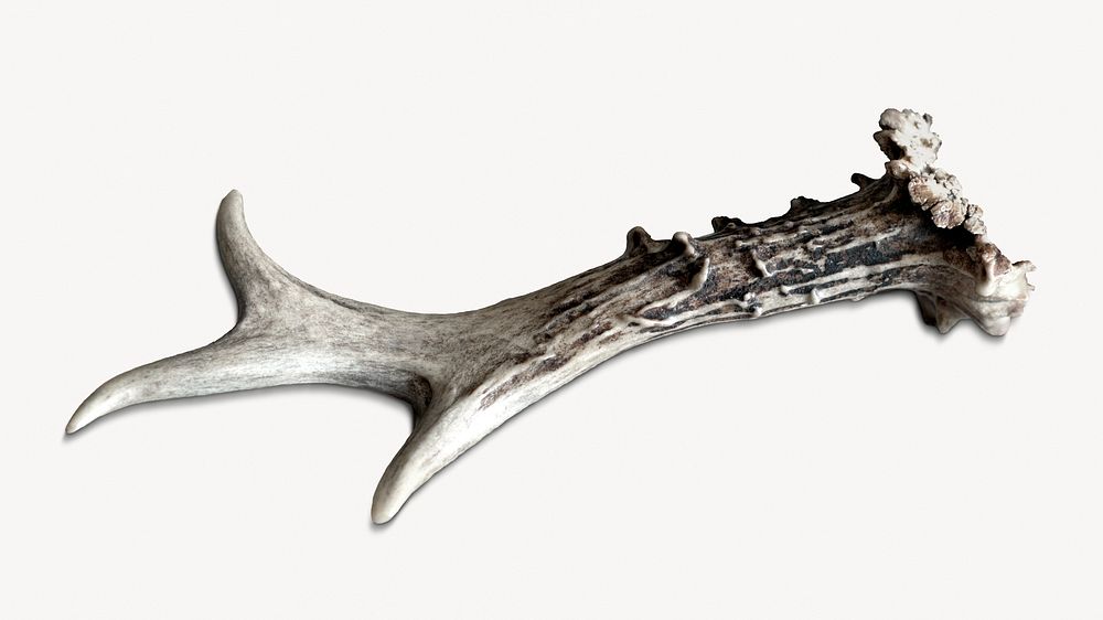 Animal horn bone, isolated object image