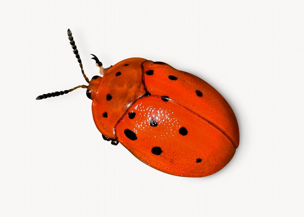 Red ladybug, isolated insect image