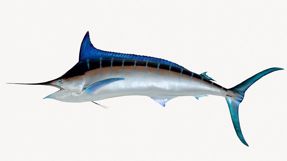 Roundscale spearfish, isolated sea animal image