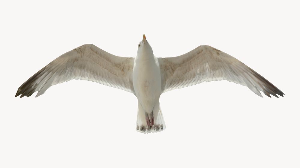 Flying seagull, isolated animal image