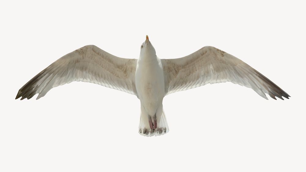Flying seagull, isolated animal image psd