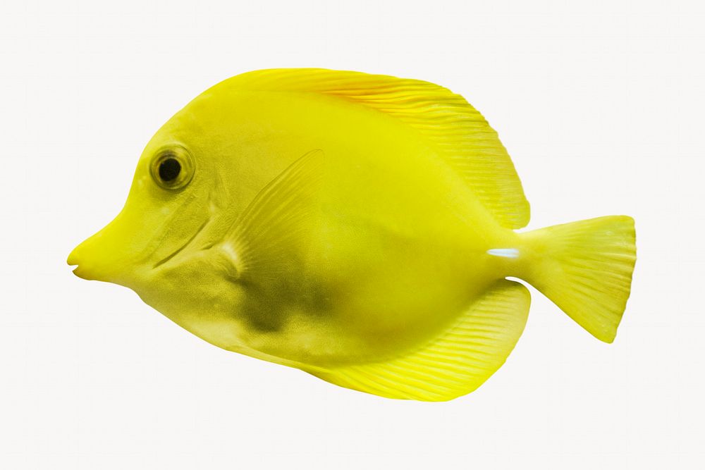 Yellow tang fish on white background