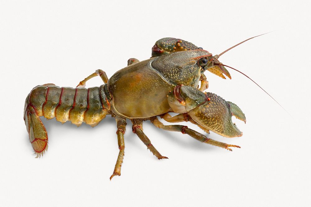 Crayfish, seafood isolated image