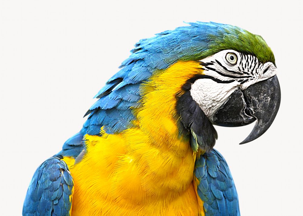 Macaw parrot isolated animal image