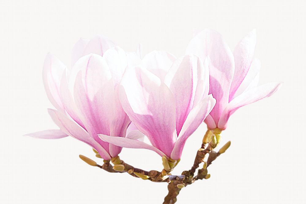 Pink magnolia flower, isolated botanical image