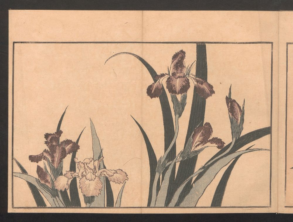 Katsushika Hokusai's Iris (1603–1867). Original public domain image from the MET museum.